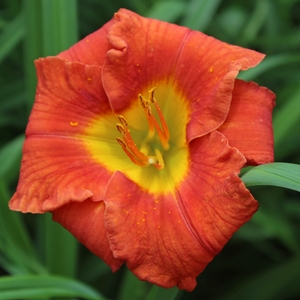 CARIBBEAN CORAL™ KOKOMO™ DAYLILY