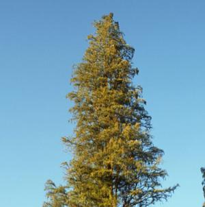 PRAIRIE SENTINEL POND CYPRESS