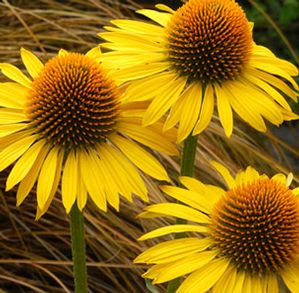 MAUI SUNSHINE CONEFLOWER