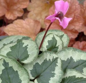 SOMETHING MAGIC HARDY CYCLAMEN