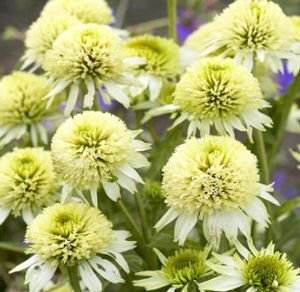 MERINGUE CONEFLOWER