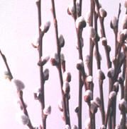 FRENCH PINK PUSSY WILLOW