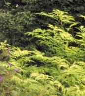 SUTHERLAND GOLD ELDERBERRY