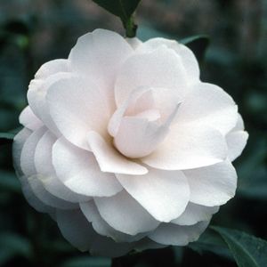 CLASSIC PINK HARDY CAMELLIA