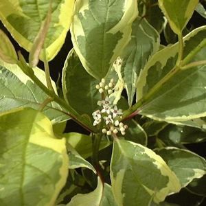 CREAM CRACKER DOGWOOD