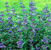 GRAND BLEU BLUEBEARD