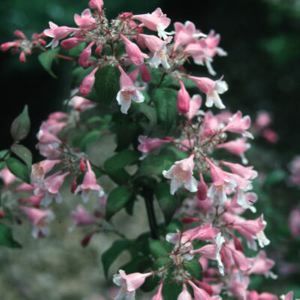 PINK CLOUD BEAUTY BUSH