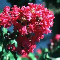 BECKY'S WATERMELON RED CRAPEMYRTLE