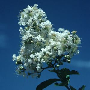 SNOW CRAPEMYRTLE