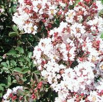 BURGUNDY COTTON® CRAPEMYRTLE
