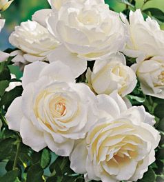 MOONDANCE FLORIBUNDA ROSE