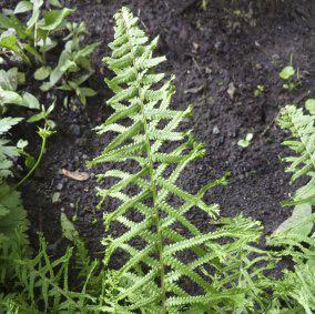 VICTORIA LADY FERN