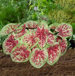 RASPBERRY MOON CALADIUM
