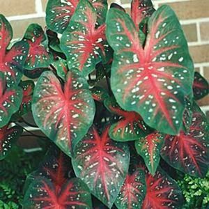 RED FLASH CALADIUM