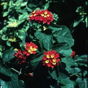 IRENE LANTANA