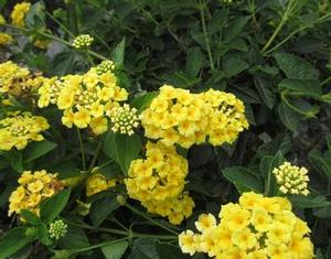 CHAPEL HILL YELLOW LANTANA