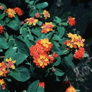 CONFETTI LANTANA