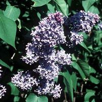 PRESIDENT LINCOLN LILAC