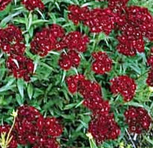 HEART ATTACK DIANTHUS