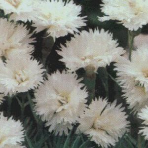 ITSAUL WHITE DIANTHUS