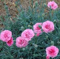 MISS PINKY DIANTHUS