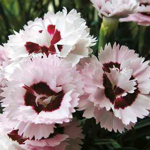 RASPBERRY SURPRISE DIANTHUS