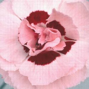 SARAH DIANTHUS