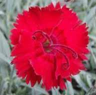 RED BEAUTY DIANTHUS