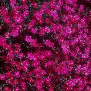 ZING ROSE DIANTHUS