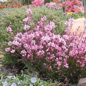 PASSIONATE BLUSH WAND FLOWER