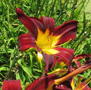 MING TOY DAYLILY