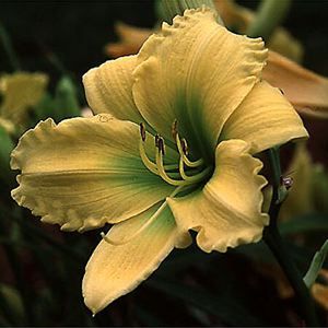 CAROLYN CRISWELL DAYLILY