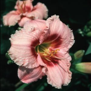 CHICAGO ARNIES CHOICE DAYLILY