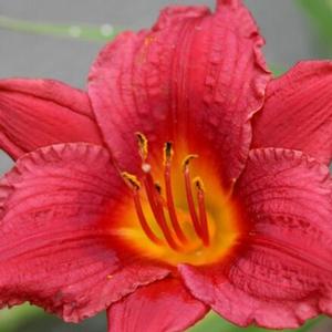 MINI MAUVE DAYLILY