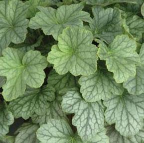 HARVEST SILVER CORAL BELLS