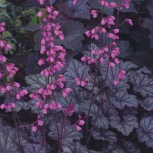 RASPBERRY ICE CORAL BELLS