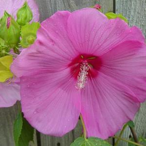 GARDEN SHOP PINK HARDY HIBISCUS