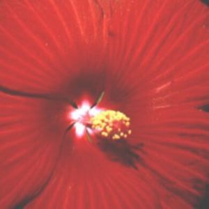 RED RIVER HARDY HIBISCUS