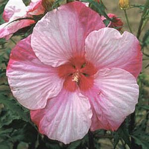TURN OF THE CENTURY HARDY HIBISCUS