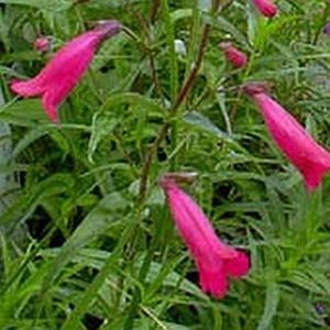 RUBY BEARDTONGUE