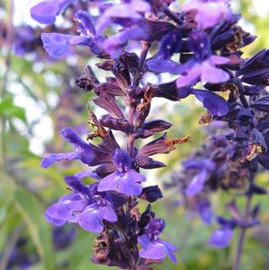 INDIGO SPIRES SALVIA