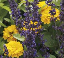 MYSTIC SPIRES SALVIA