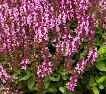 SENSATION ROSE MEADOW SAGE