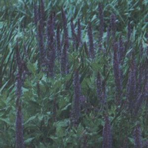 EAST FRIESLAND MEADOW SAGE