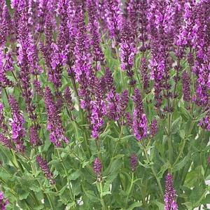 PINK FRIESLAND MEADOW SAGE