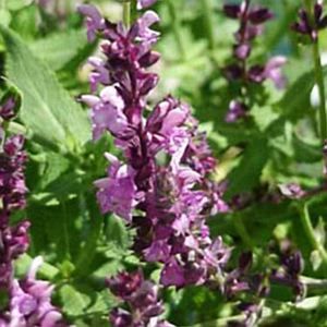 ROSE QUEEN MEADOW SAGE