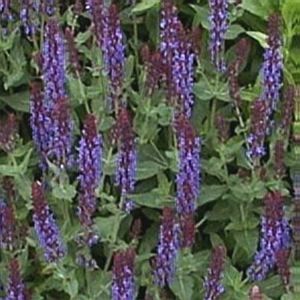 VIOLA KLOSE MEADOW SAGE