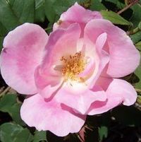 BLUSHING KNOCK OUT® ROSE