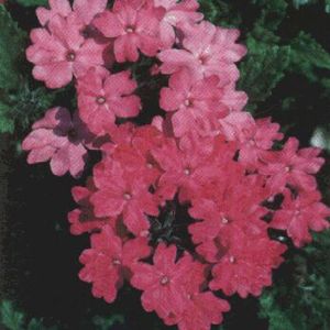 SILVER ANNE PINK VERBENA