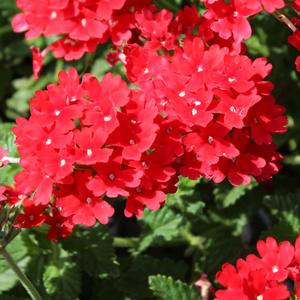 TAYLORTOWN RED VERBENA